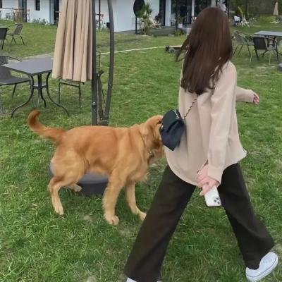 狩猎狗